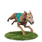 金濠娛樂城白金賽狗 金濠娛樂城白金賽狗